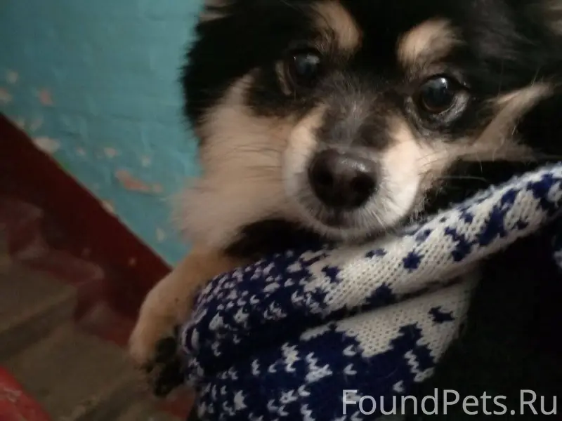 Орехово-Зуево ‼️ Найдена собач...