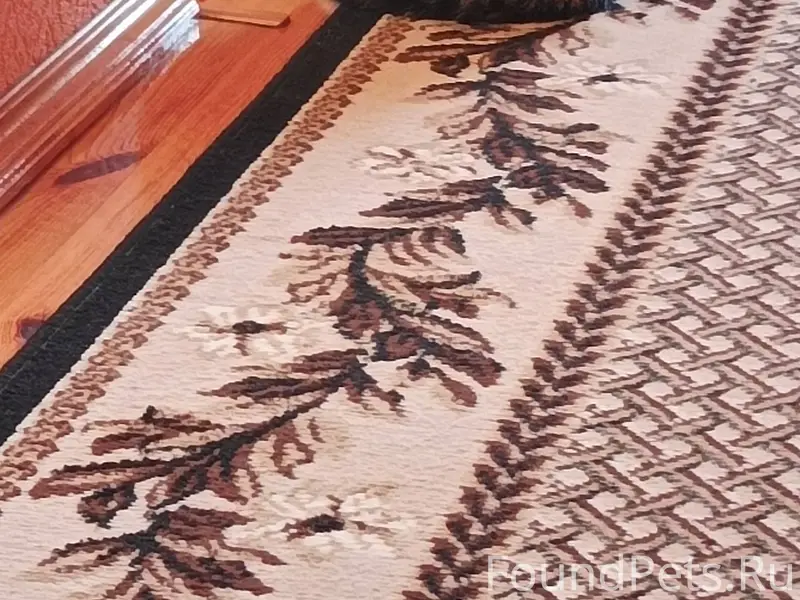 Пропала молодая кошка - Тося