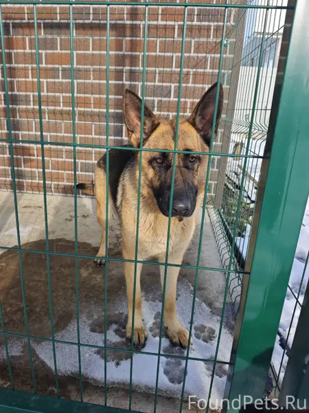 Найдена собака - немецкая овча...