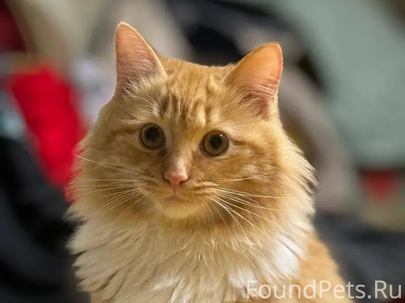 Пропал кот Марсик. Ушёл из дом...