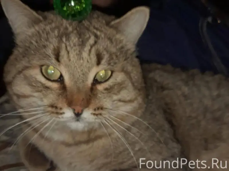 Пропал кот Яша, (4года) . В ра...