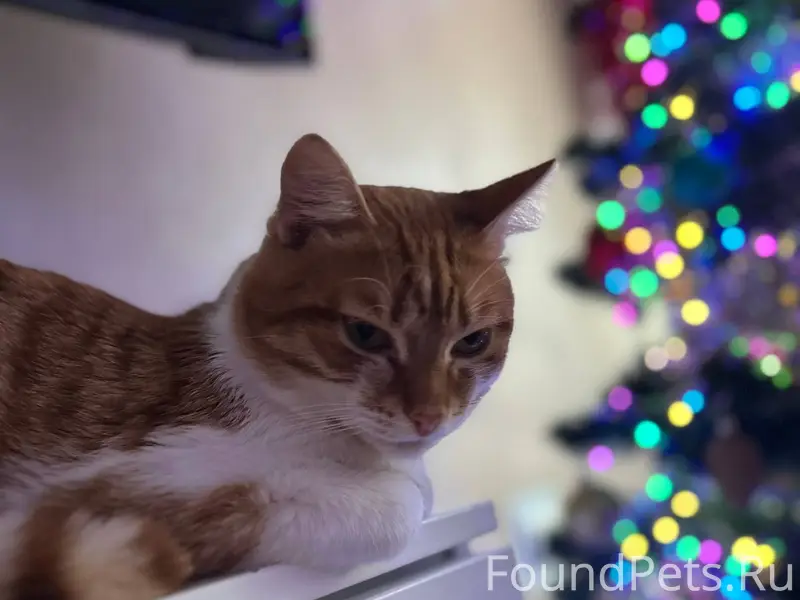 21 числа пропал кот по улице.....