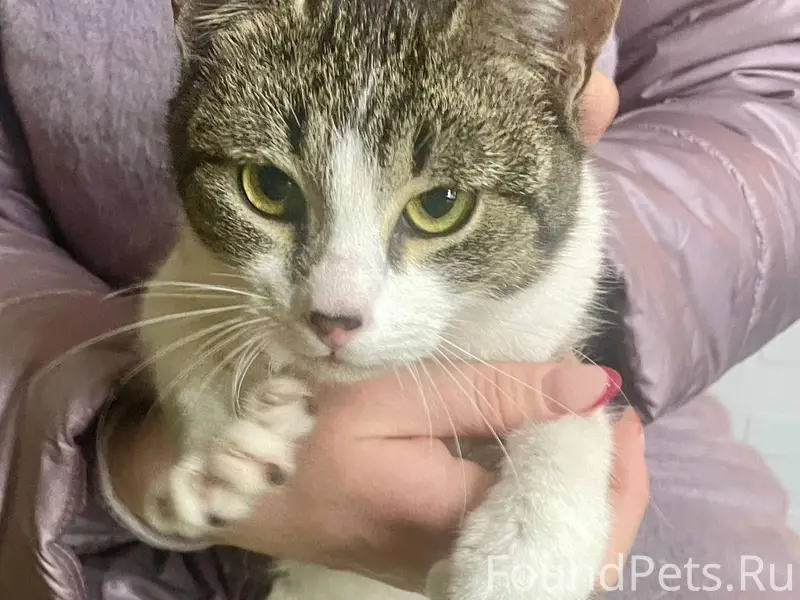 Найден молоденький кот с ошейн...