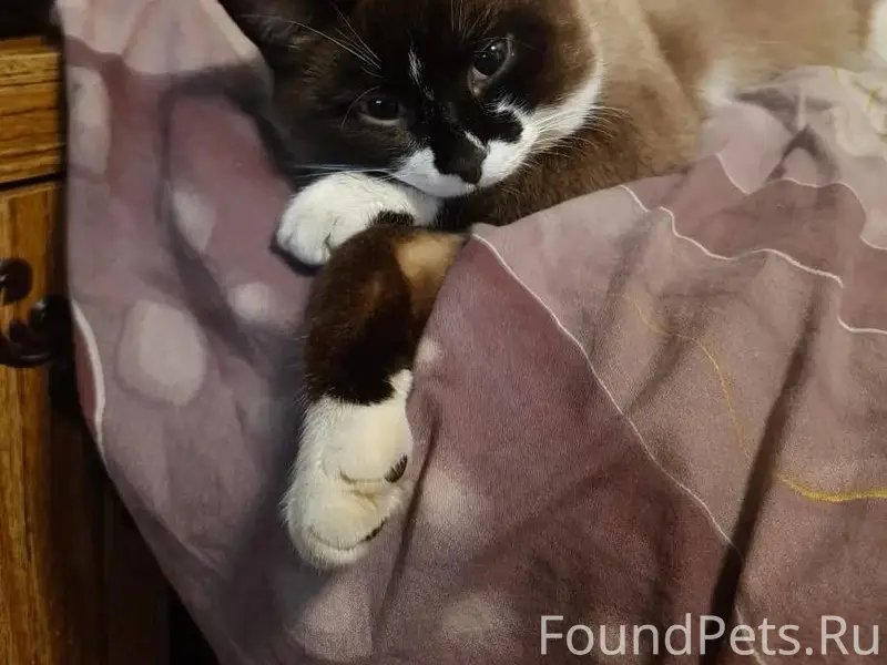 Пропал кот в районе ул. Новая....