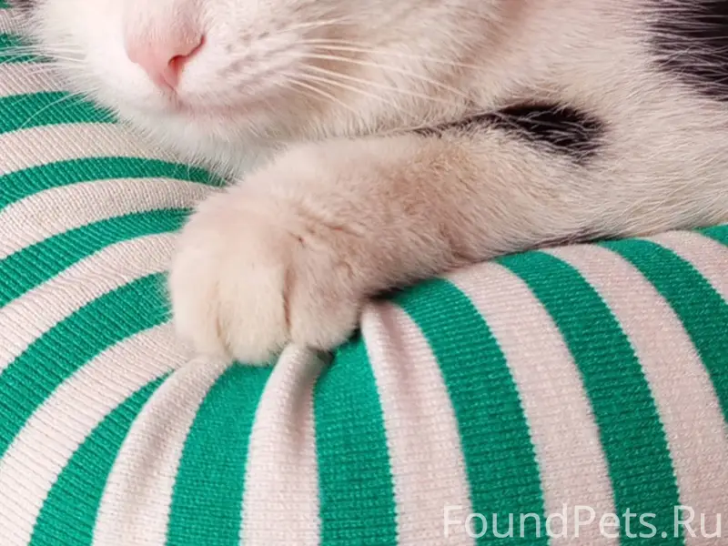 Пропал кот проживающий по ул П...