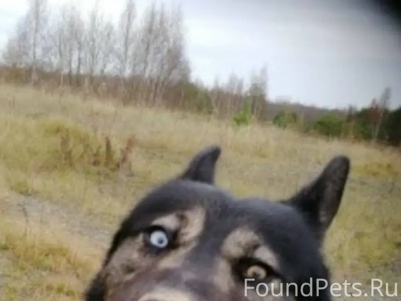 ВНИМАНИЕ! г. Невель,ул.Гоголя....