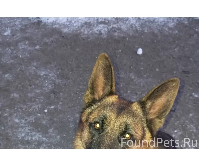 Пропала собака немецкая овчарк...