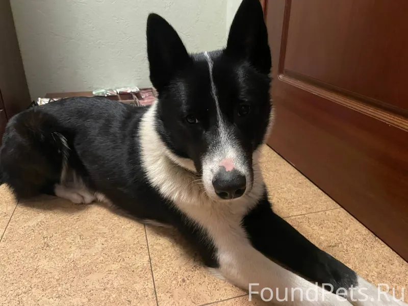 Найдена собака в районе музея ...