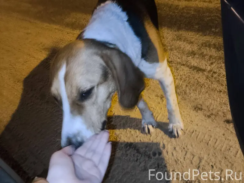 Найдена собака Романово, ближе...