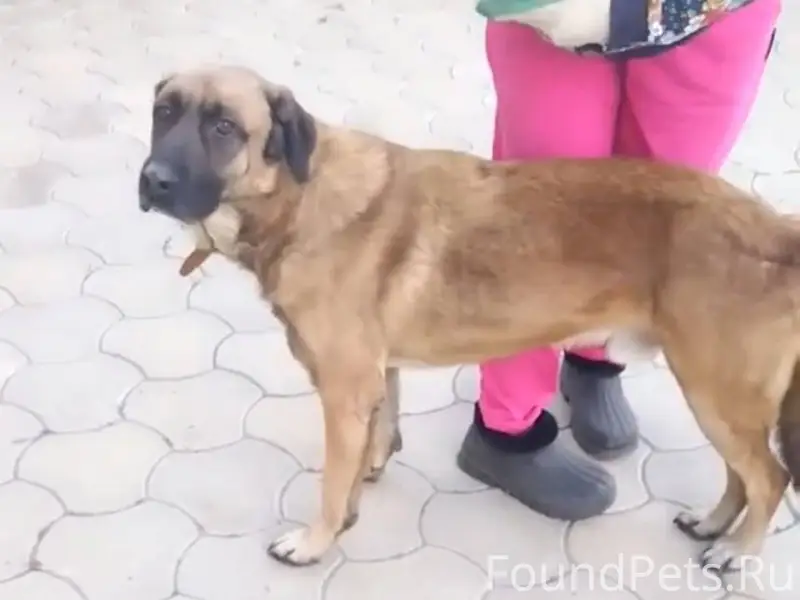 Пропала собака в п. Пригородны...