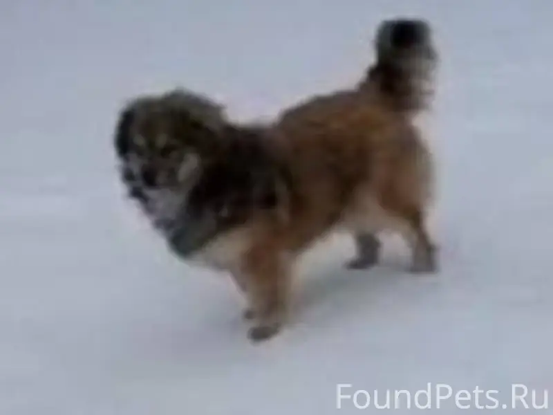 Пропала собака по кличке Бубли...