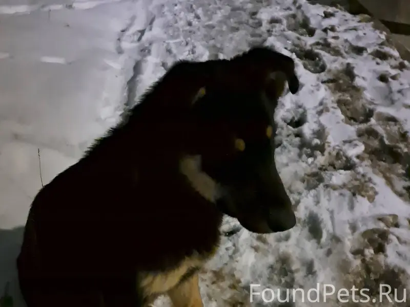 Найдена собака, девочка с ошей...