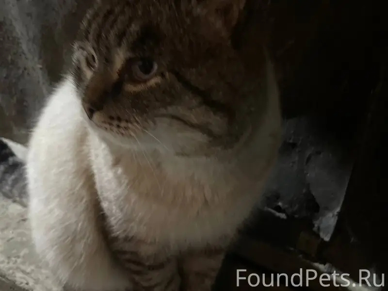 Внимание ❗️❗️❗️ пропал кот на ...