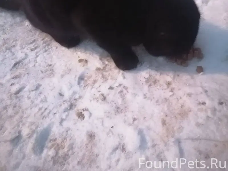 Найден чёрный вислоухий кот (м...