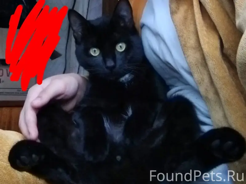 Пропал кот возле 24 школы кто....