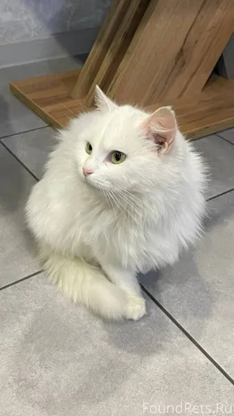 Найдена кошка 3 января на ул.....