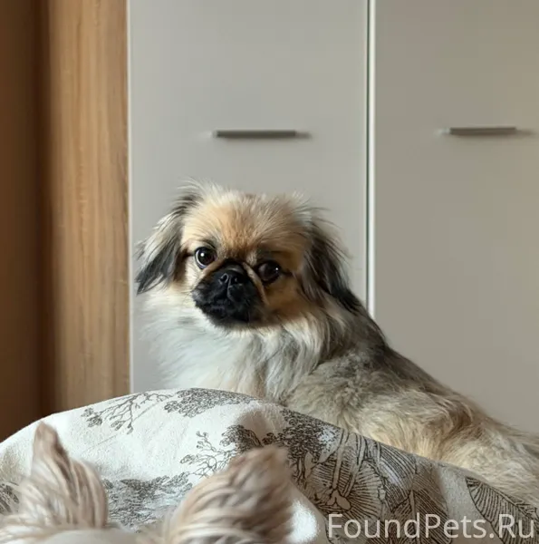 Пропала собака. В районе ул.Юб...