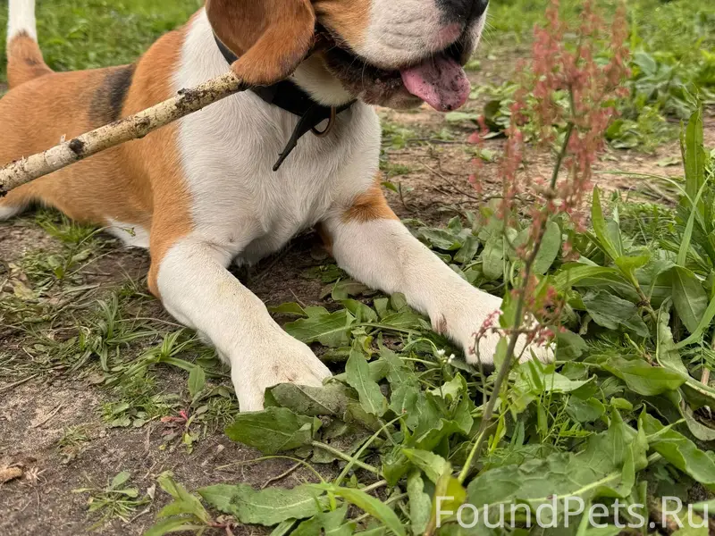 Потерялась собака , порода биг...