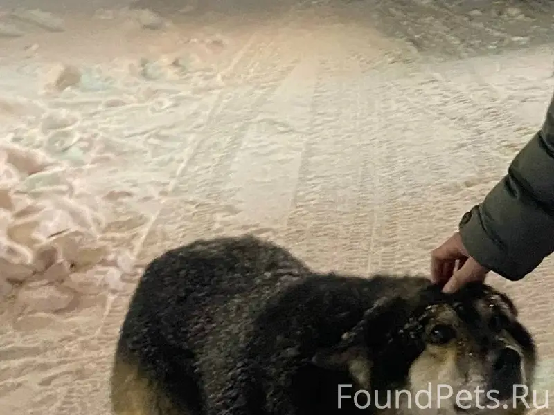 Потерялась собака, большого ра...