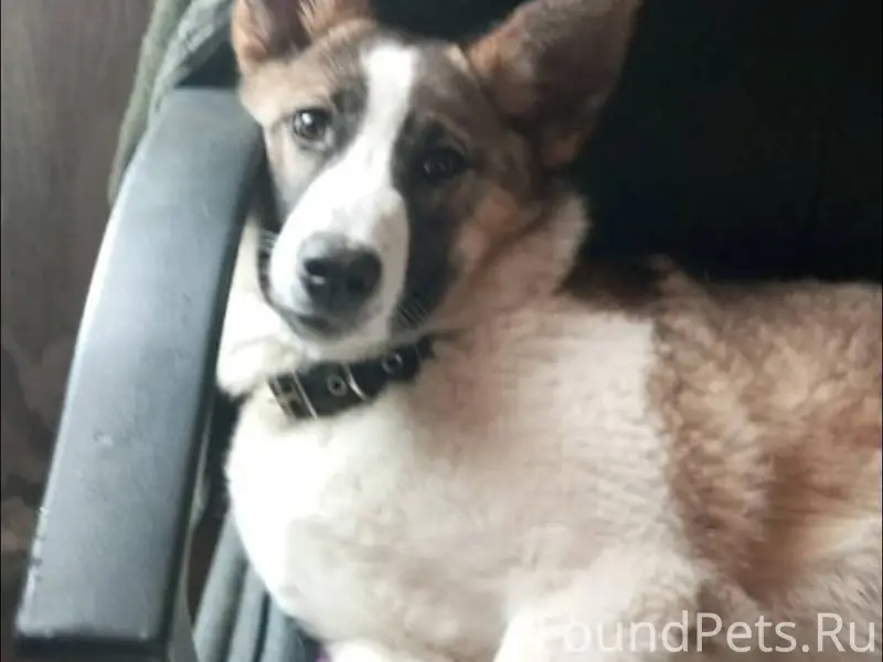 Пропала собака, лайка. Видели ...