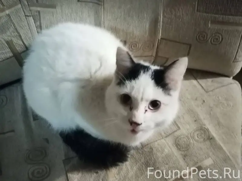 Найден кот в компрессорном рай...