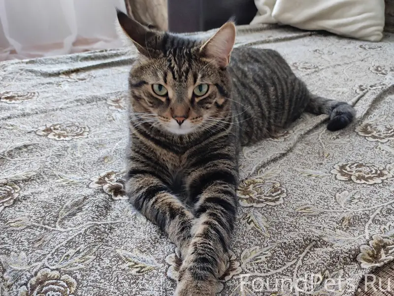 Пропал кот 21.12.2025 в...