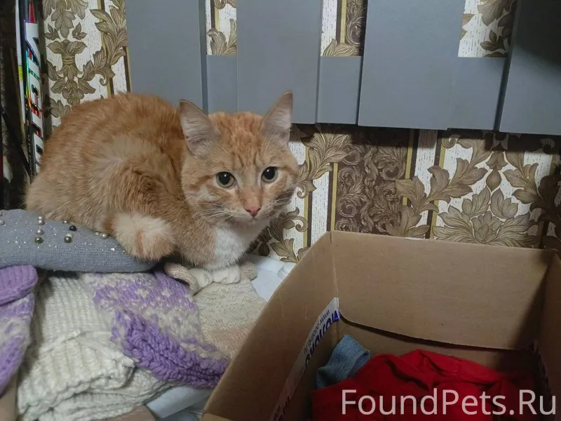 Найден кот. На улице 9 января....