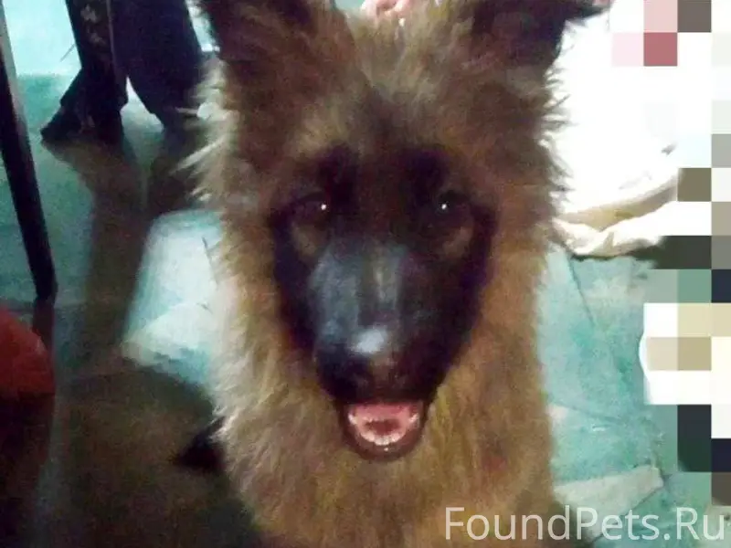 Вчера убежал щенок девочка, в ...