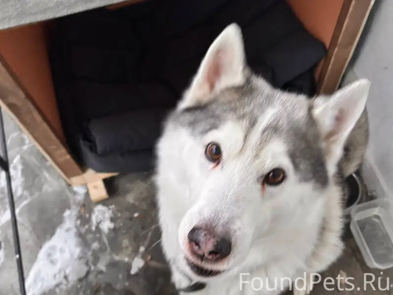 Найден кобель хаски в районе п...