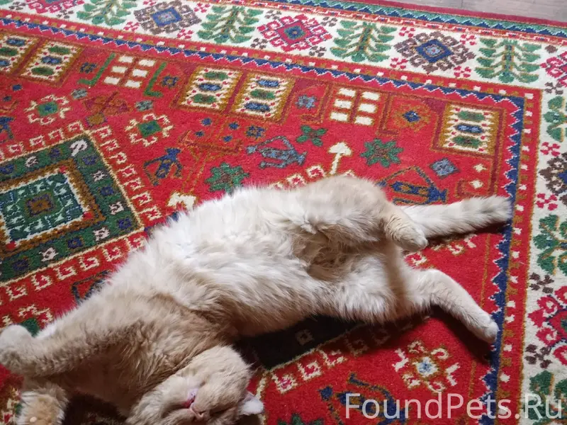 Персик- весьма умный кот. Глуп...