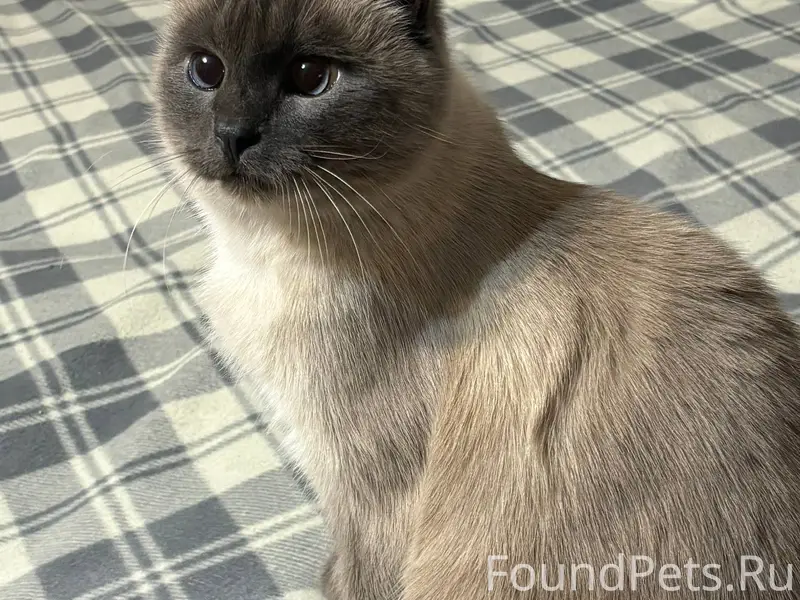 Пропал кот в районе Бреевки, о...