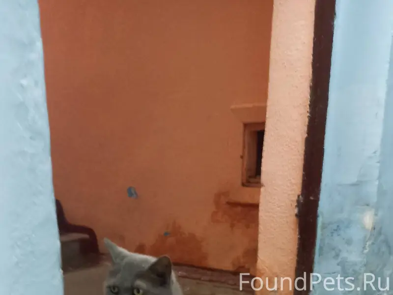 Найден кот живёт в подъезде на...