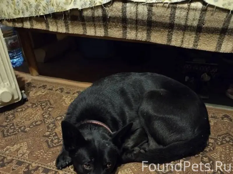 Найдена собака на территории 3...