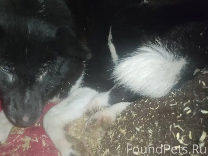 Найдена собака! Хозяин, отзови...