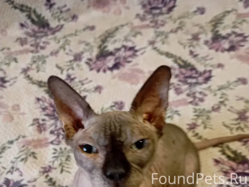 Белгород. Товарищи!!! Это пипе...