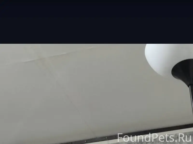 Пропал кот, так и не пришёл...