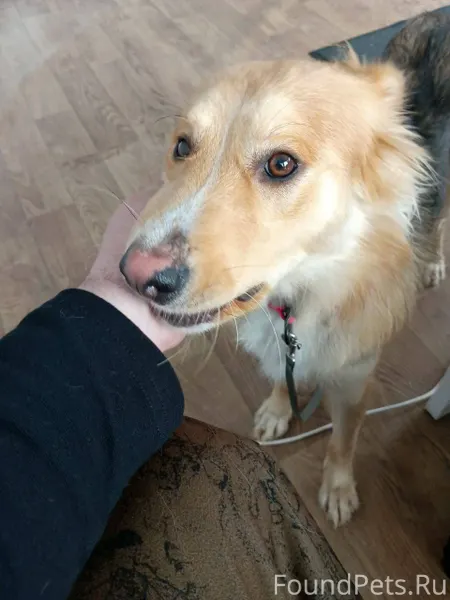 Найдена собака в районе ул.Гав...