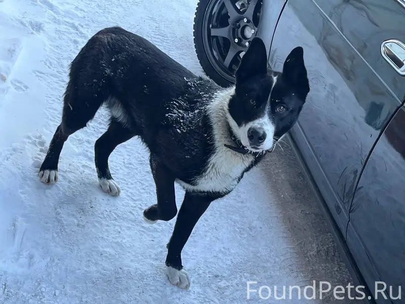 Найдена собака с ошейником! Бе...