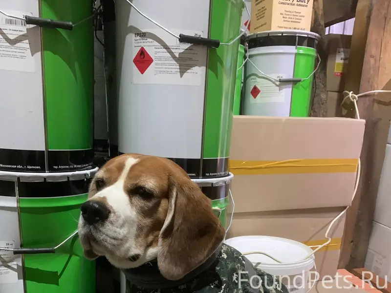 Найден пес , район Иркутск 2 ,...