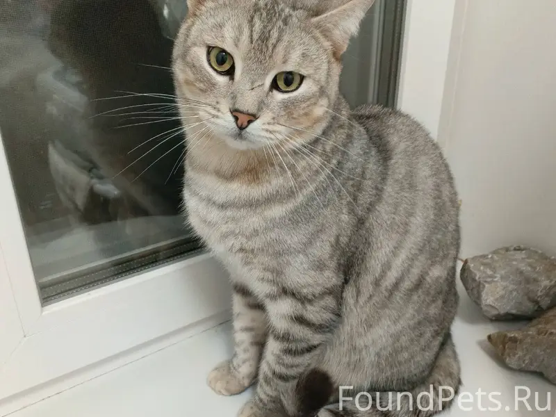 Найден кот/кошечка на 41-ом...