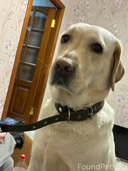 Собака сбежала из дома с зелен...