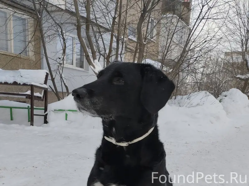 Помогите найти хозяина! Третий...