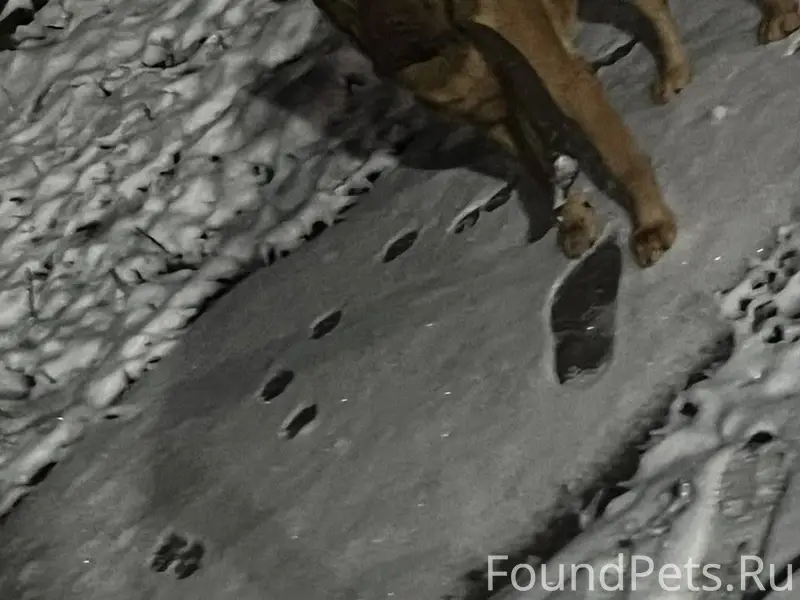 SOS!!!!! Потерялся молодой коб...