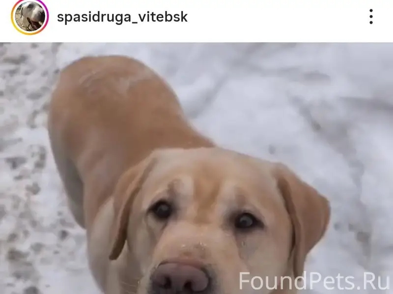 ВИТЕБСК. НАЙДЕНА СОБАКА, ПРОШУ...
