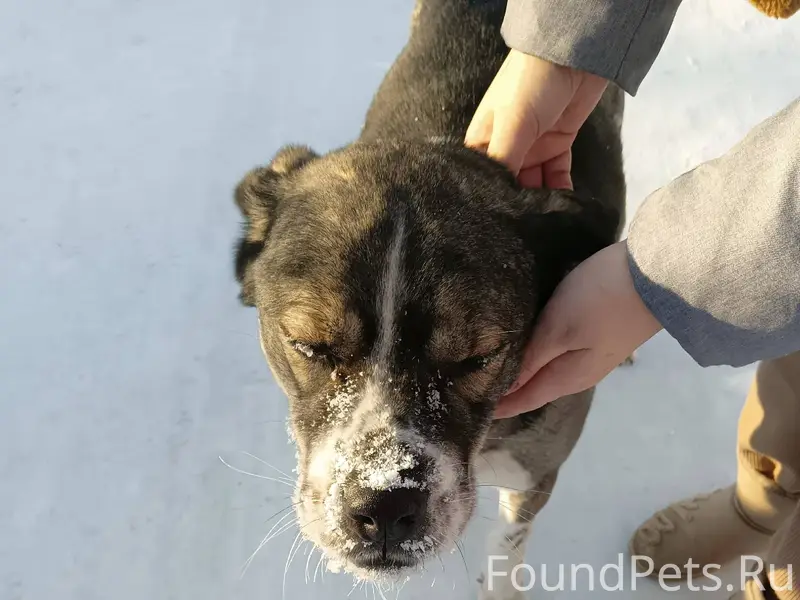 Возле Сбербанка ходит собака. ...