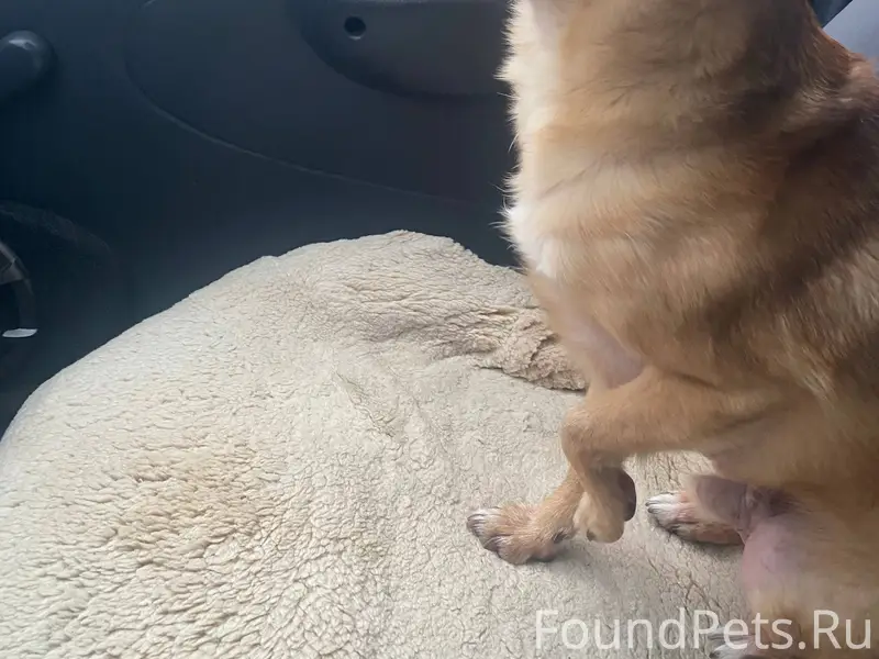 У Белых ночей замерзала собака...