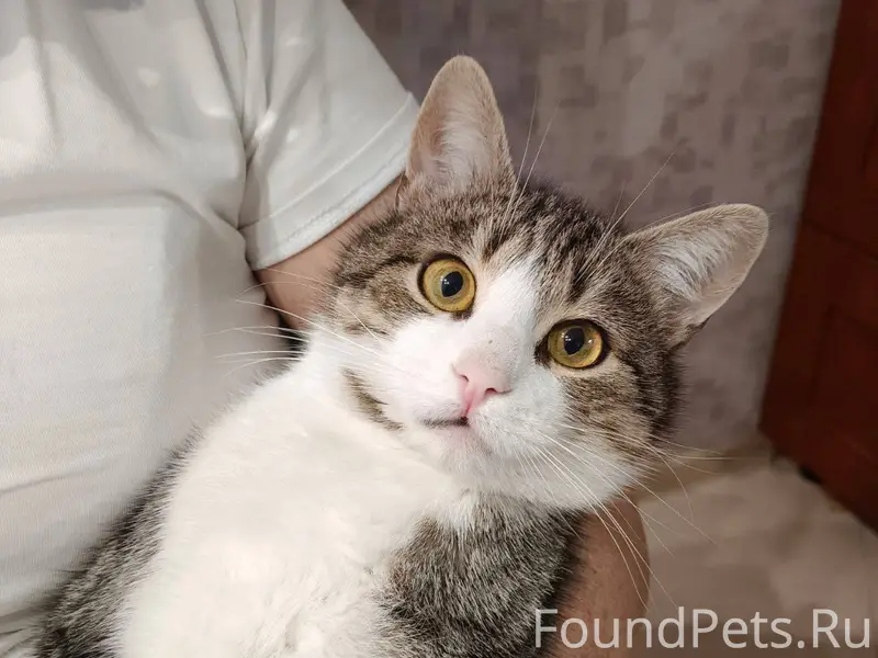 Пропал кот, район северный есл...