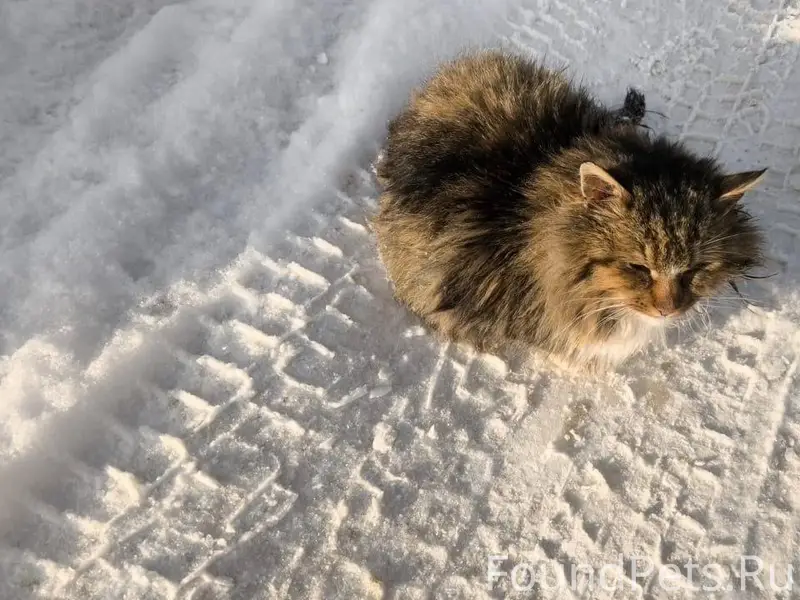 Найден кот в плохом состоянии....