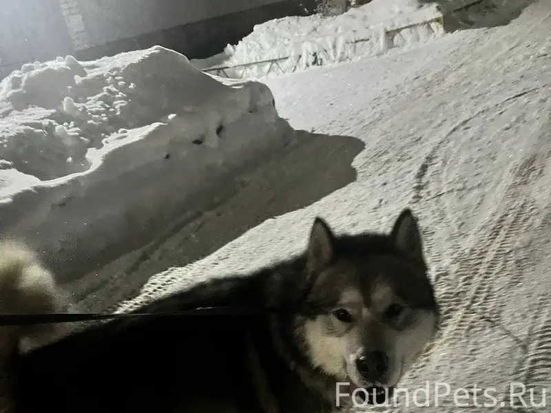 ПОТЕРЯЛСЯ ПЕС!!!! Активный, по...