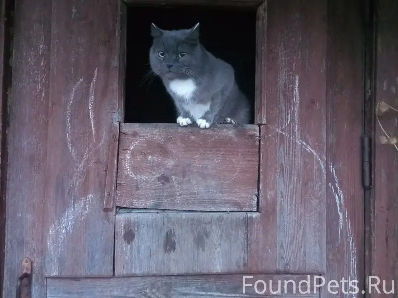 Пропал кот на ул. Северной. Мо...